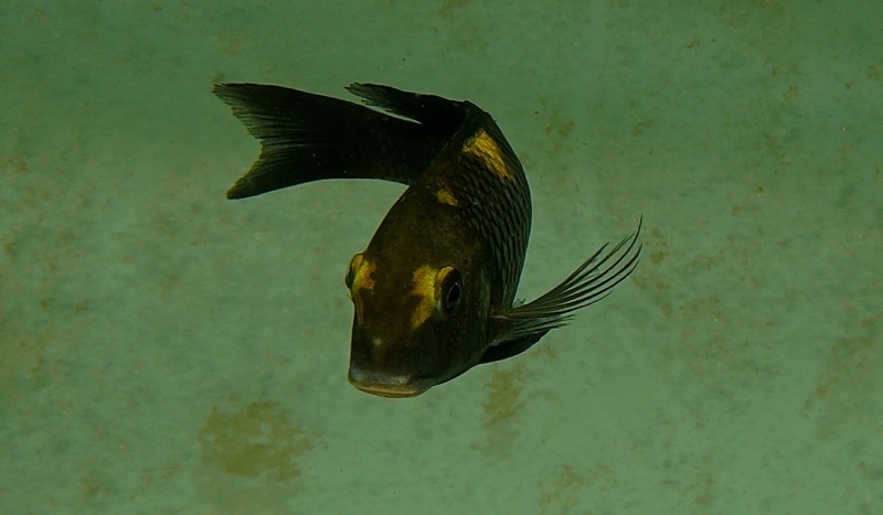 Tropheus sp. 'black' Muzimu